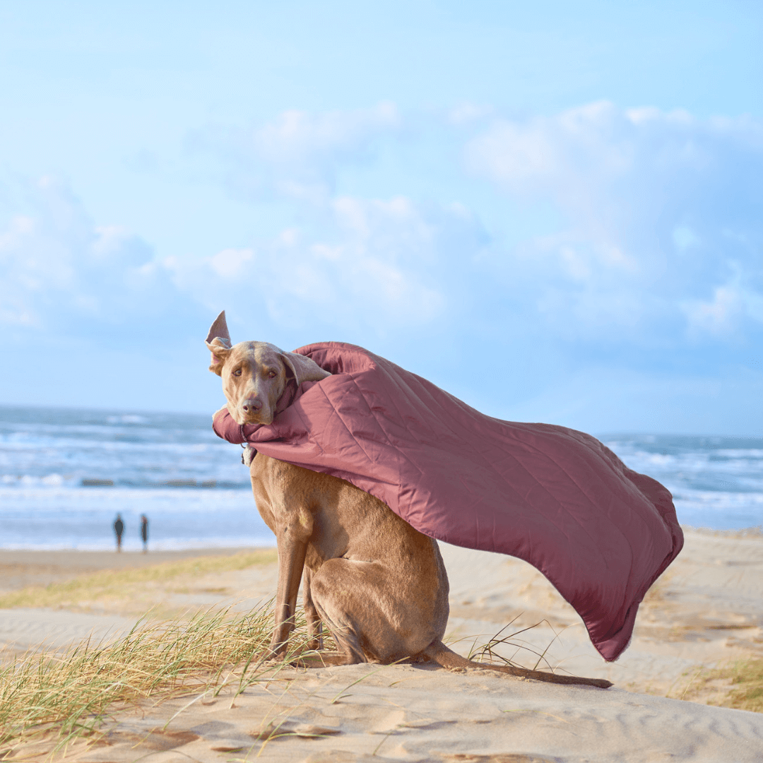 Vielseitige Outdoor Hundedecke für unterwegs