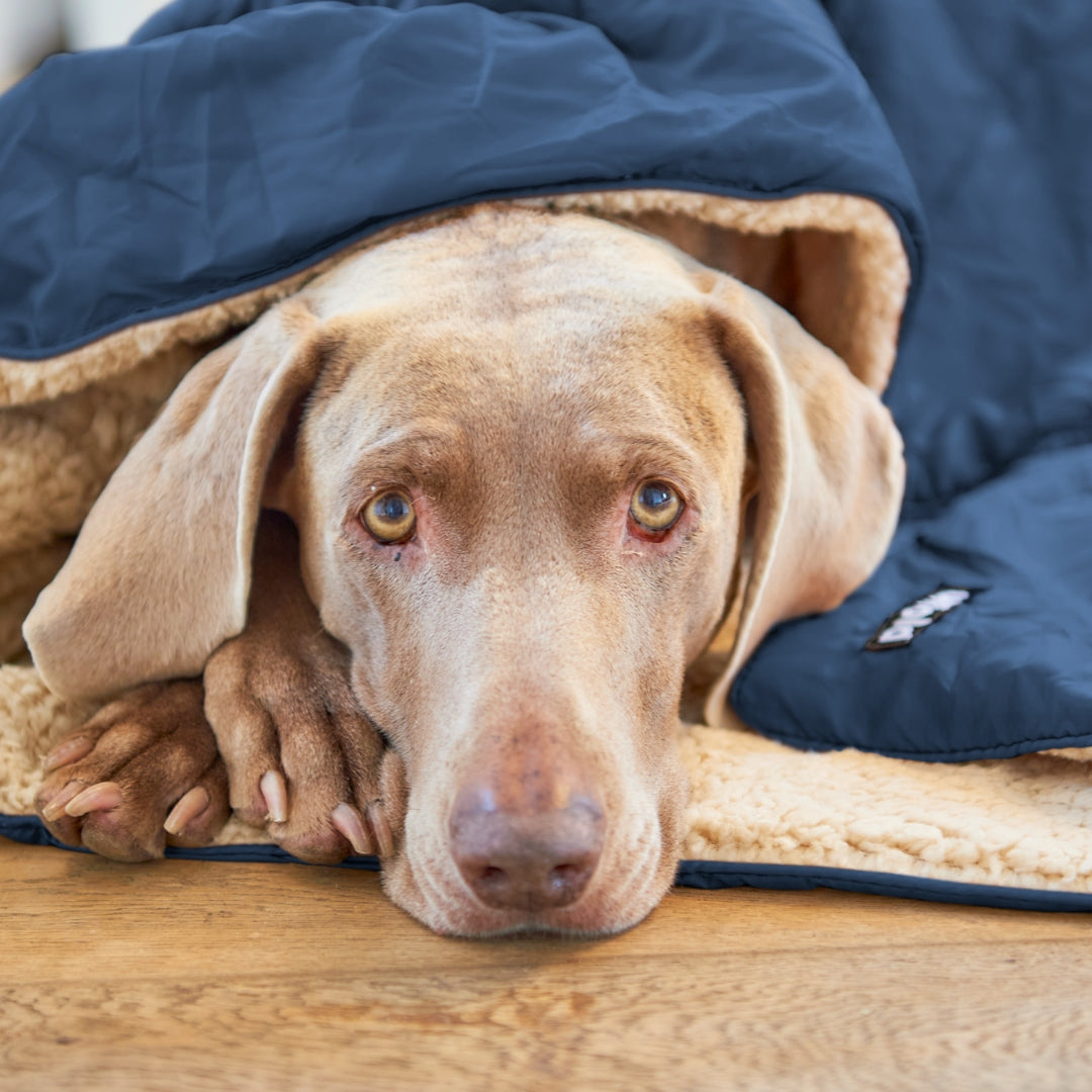 Vielseitige Outdoor Hundedecke für unterwegs